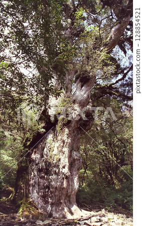 Jomon-sugi giant cedar / The majestic figure of "Jomon cedar" ~ Walking along the Yakushima mountain trail 128854521
