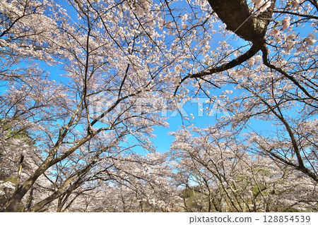 盛開的櫻花 128854539