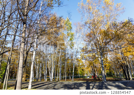 Rows of birch trees in autumn colors 128854547