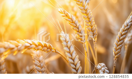 Close-up view of golden wheat ears glowing in sunlight at harvest time. Agricultural crop concept with warm natural tones. 128854835