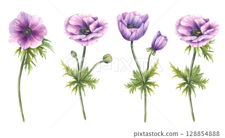 Anemone purple flowers with long stem, leaves and green, pink buds. Watercolor Hand painted realistic style for wedding invitations, greeting card, packaging, floral designs. Isolated from background 128854888
