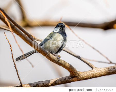 山雀在樹枝上邊緣 128854998