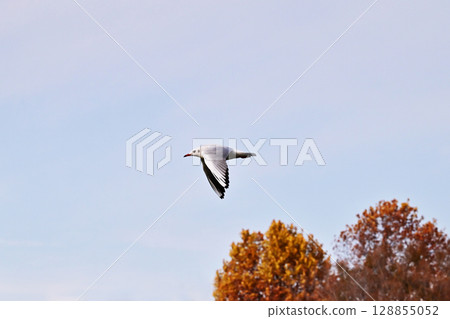 Flying black-headed gull, black-headed gull, yurigull, image material Flying black-headed gull, black-headed gull, yurigull, image material 128855052