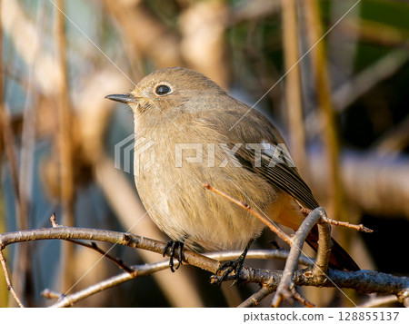 The female of the jawbuttak that sticks to the branch 128855137