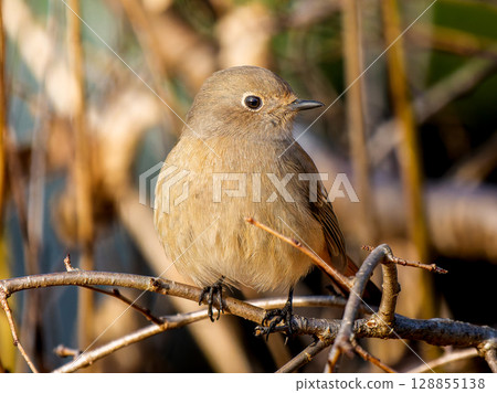 The female of the jawbuttak that sticks to the branch 128855138