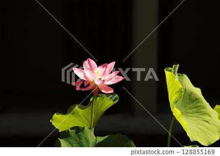 lotus flower in the blue sky lotus flower in the blue sky 128855169