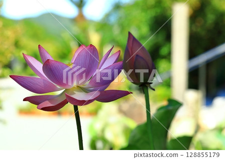 lotus flower in the blue sky 128855179