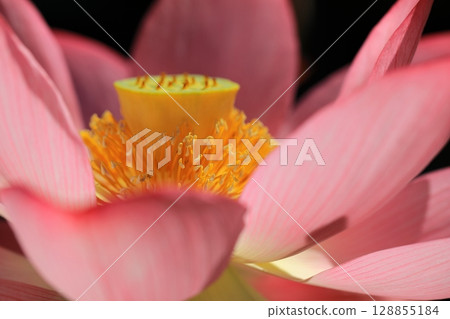 藍天上的蓮花 藍天上的蓮花 128855184