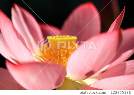 lotus flower in the blue sky lotus flower in the blue sky 128855188