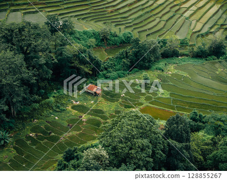 Aerial view of newly planted rice fields on Asian hills Aerial view of newly planted rice fields on Asian hills 128855267
