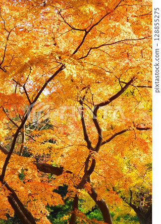 A dazzling autumn A dazzling autumn 128855275