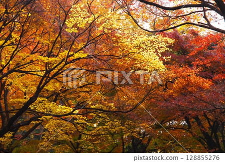 A dazzling autumn A dazzling autumn 128855276