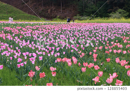遍布各處的鬱金香田地 128855403
