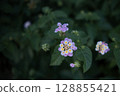 Lantana 128855421