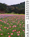 鬱金香風景 128855559