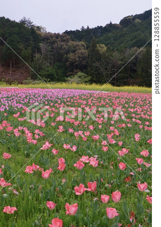 鬱金香風景 128855559