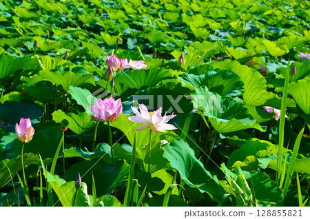Sasayama Castle Ruins South Outer Moat Sasayama Castle Lotus Flowers Tanba Sasayama City 128855821