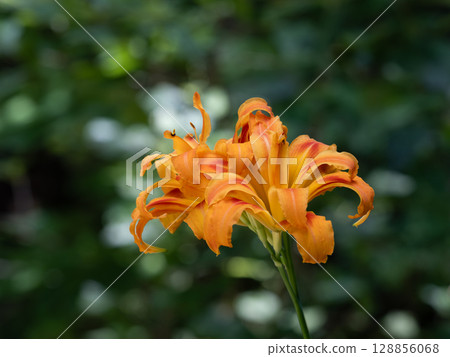 Day lilies blooming in the summer forest 128856068