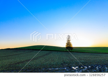 Biei's Christmas tree hills dyed in the sunset Biei's Christmas tree hills dyed in the sunset 128856257