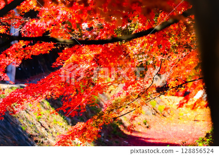 Bright red autumn leaves 128856524