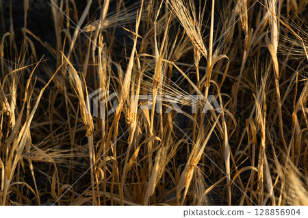 golden ears of rye, close-up, harvest time. golden ears of rye, close-up, harvest time. 128856904