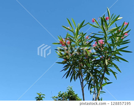 夾竹桃和夏日的天空 夾竹桃和夏日的天空 128857195