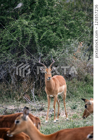 impala male in savanna, African black-footed antelope with lyre horns. Kruger National park, safari in South Africa impala male in savanna, African black-footed antelope with lyre horns. Kruger National park, safari in South Africa 128857236
