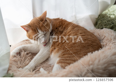 Grooming cat, brown tabby and white 128857506