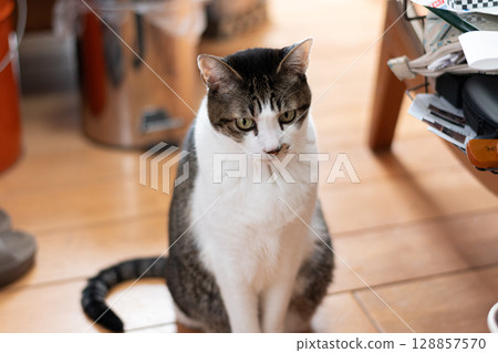 Sitting cat, brown tabby Sitting cat, brown tabby 128857570