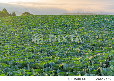 (Gunma Prefecture) Cabbage field in Tsumagoi Village (Gunma Prefecture) Cabbage field in Tsumagoi Village 128857579