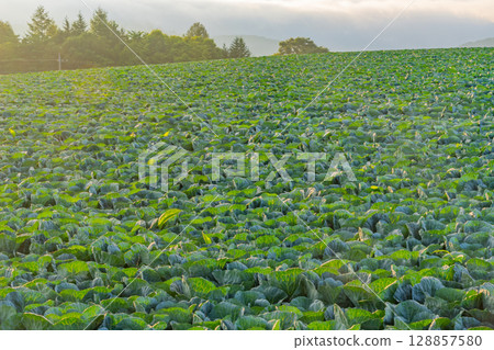 (Gunma Prefecture) Cabbage field in Tsumagoi Village (Gunma Prefecture) Cabbage field in Tsumagoi Village 128857580