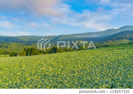 (Gunma Prefecture) Cabbage field in Tsumagoi Village (Gunma Prefecture) Cabbage field in Tsumagoi Village 128857582