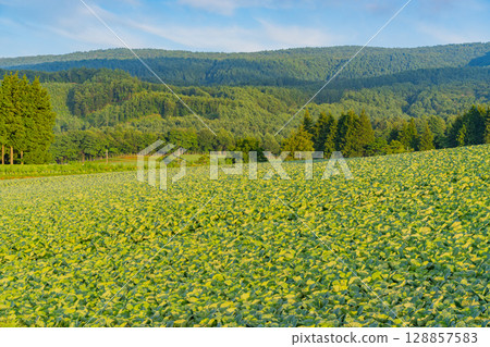 (Gunma Prefecture) Cabbage field in Tsumagoi Village (Gunma Prefecture) Cabbage field in Tsumagoi Village 128857583