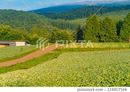 (Gunma Prefecture) Cabbage field in Tsumagoi Village (Gunma Prefecture) Cabbage field in Tsumagoi Village 128857584