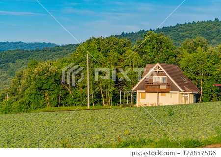 (Gunma Prefecture) Cabbage field in Tsumagoi Village (Gunma Prefecture) Cabbage field in Tsumagoi Village 128857586