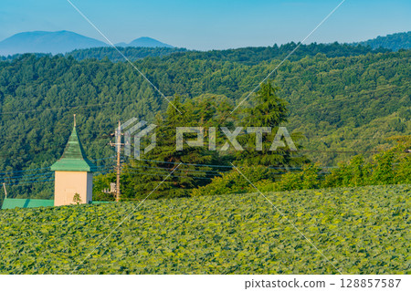 (Gunma Prefecture) Cabbage field in Tsumagoi Village (Gunma Prefecture) Cabbage field in Tsumagoi Village 128857587