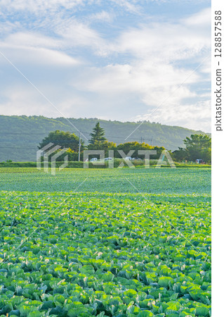 （群馬縣）Tsumagoi 村的捲心菜田 128857588