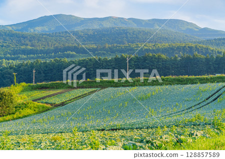 （群馬縣）Tsumagoi 村的捲心菜田 128857589