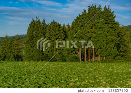 （群馬縣）Tsumagoi 村的捲心菜田 128857590