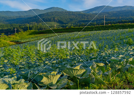 (Gunma Prefecture) Cabbage field in Tsumagoi Village (Gunma Prefecture) Cabbage field in Tsumagoi Village 128857592