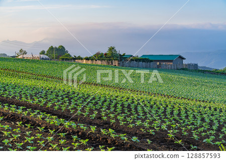 (Gunma Prefecture) Cabbage field in Tsumagoi Village (Gunma Prefecture) Cabbage field in Tsumagoi Village 128857593