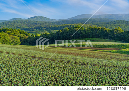 （群馬縣）Tsumagoi 村的捲心菜田 128857596