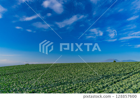 (Gunma Prefecture) Cabbage field in Tsumagoi Village (Gunma Prefecture) Cabbage field in Tsumagoi Village 128857600