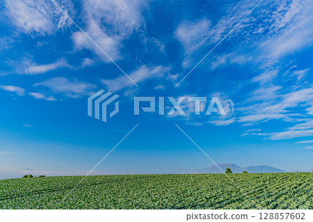 (Gunma Prefecture) Cabbage field in Tsumagoi Village 128857602