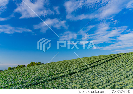 (Gunma Prefecture) Cabbage field in Tsumagoi Village (Gunma Prefecture) Cabbage field in Tsumagoi Village 128857608