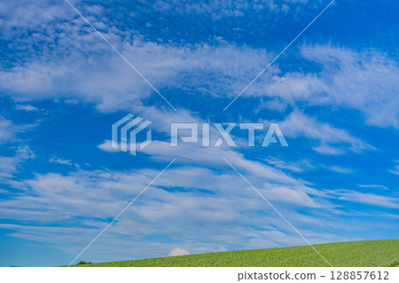 (Gunma Prefecture) Cabbage field in Tsumagoi Village 128857612