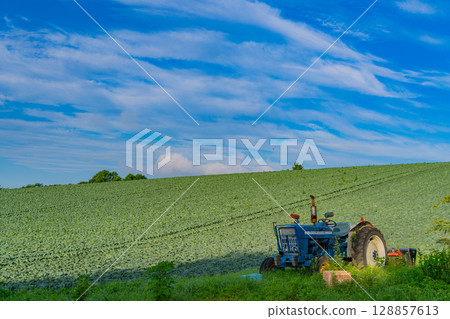 (群馬縣)Tsumagoi 村的捲心菜田 (群馬縣)Tsumagoi 村的捲心菜田 128857613
