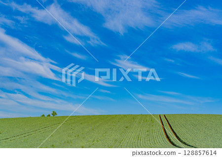 （群馬縣）Tsumagoi 村的捲心菜田 128857614