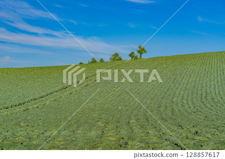 (Gunma Prefecture) Cabbage field in Tsumagoi Village 128857617