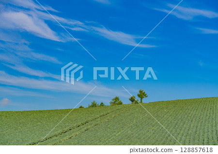 (Gunma Prefecture) Cabbage field in Tsumagoi Village (Gunma Prefecture) Cabbage field in Tsumagoi Village 128857618